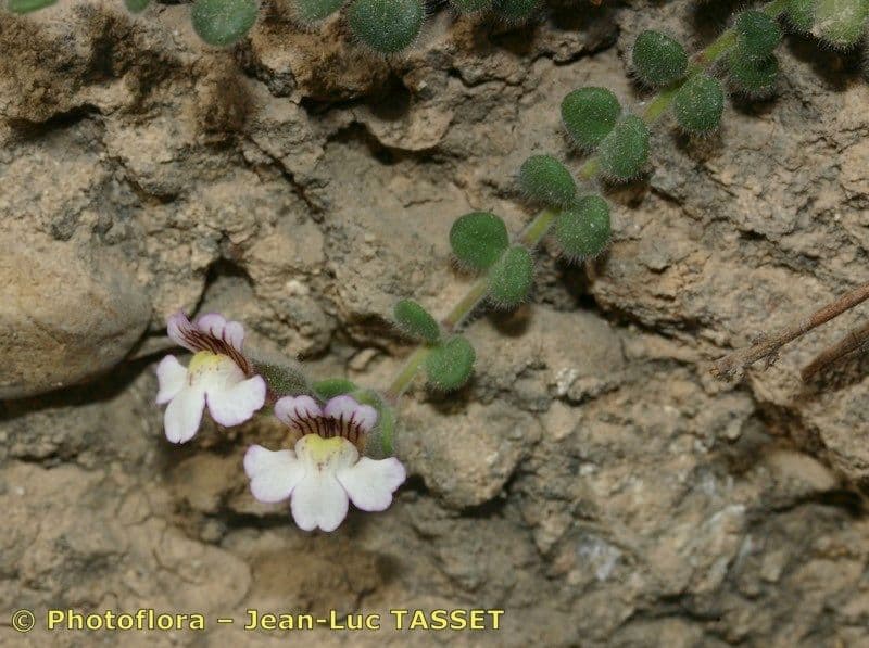 Chaenorhinum villosum 16