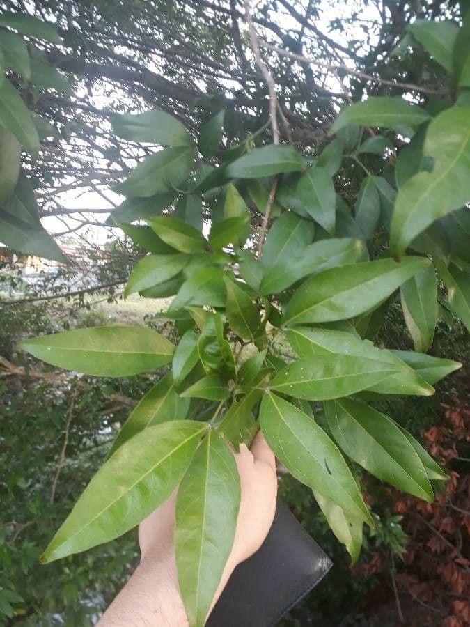 Zygia longifolia 3