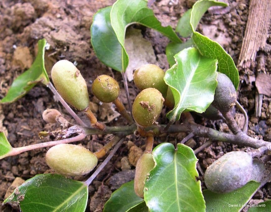 Elaeocarpus 4