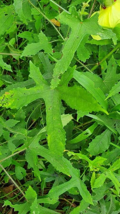 Moschus-Eibisch 17
