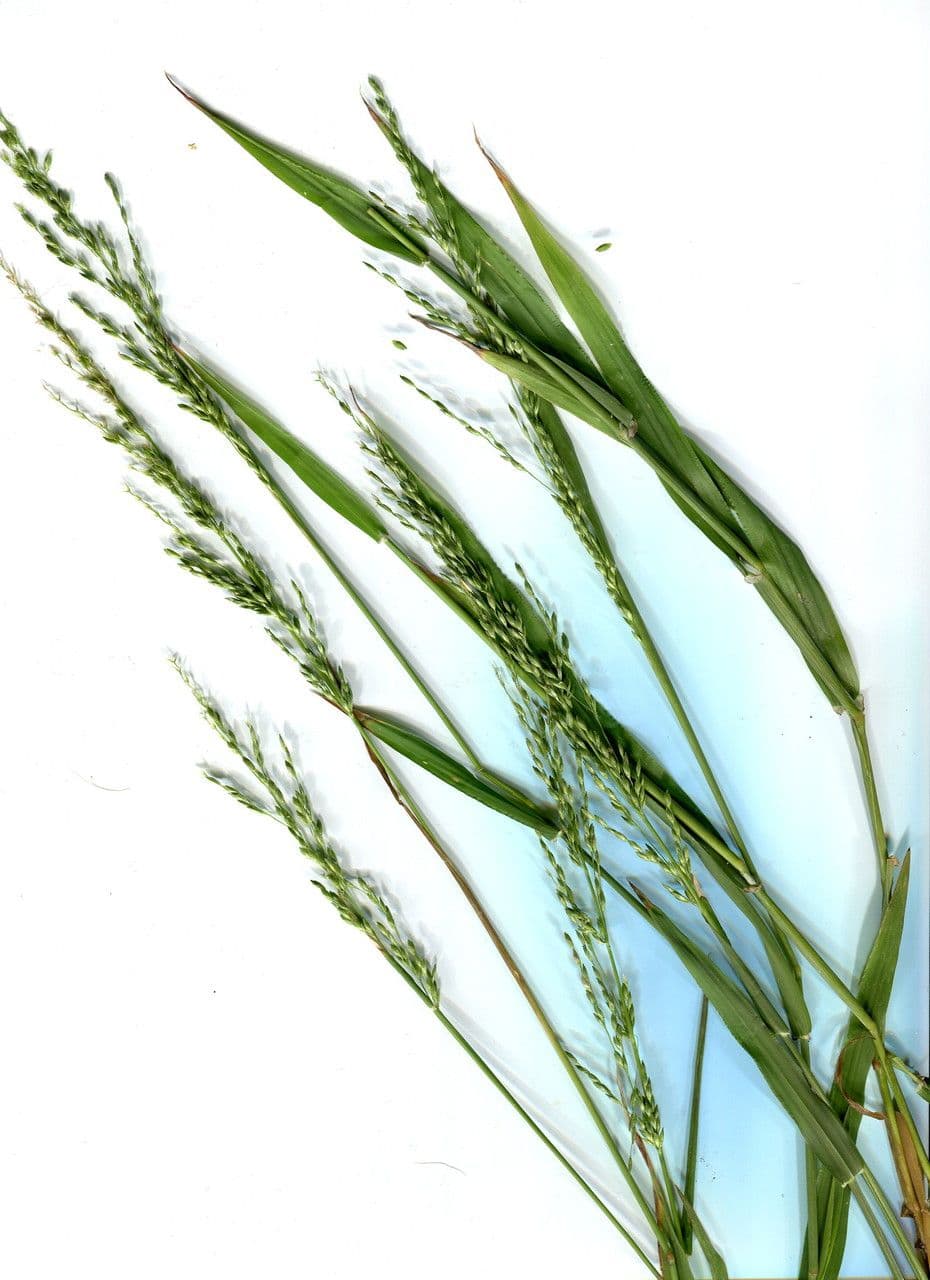 Aufrechte Ehrharta 3