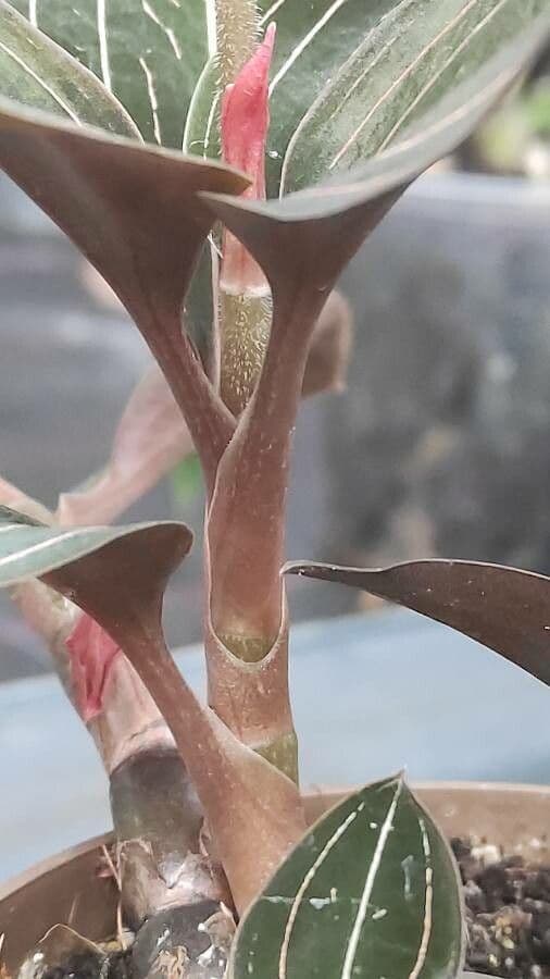 Schmuckorchidee 16