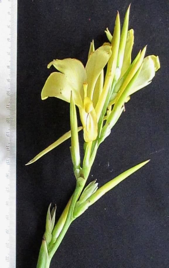 Canna glauca 22