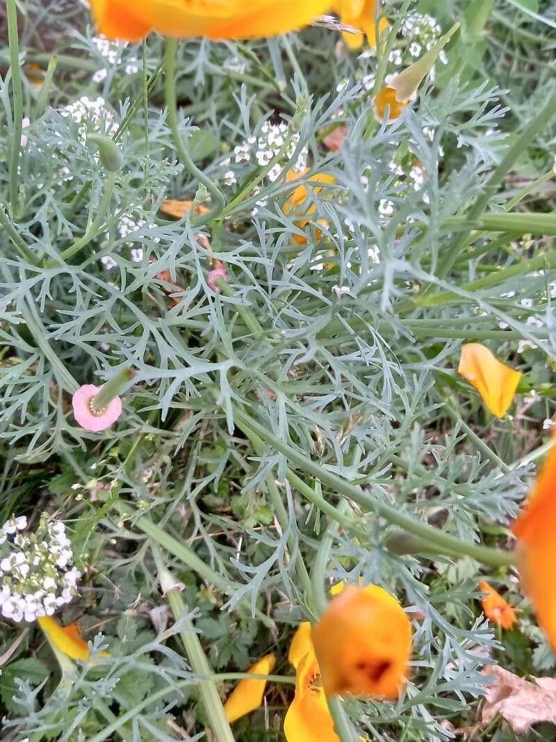 Kalifornischer Mohn 16