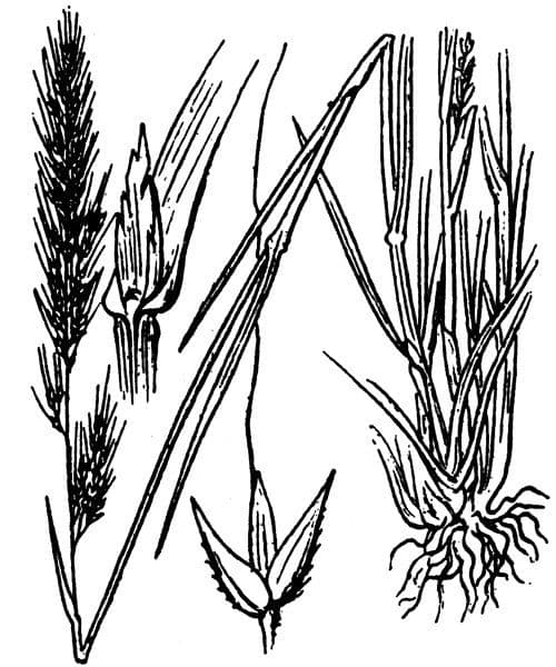 Apera interrupta 19