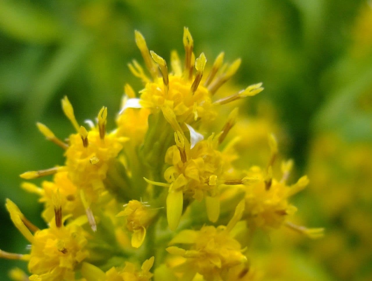 Solidago 5