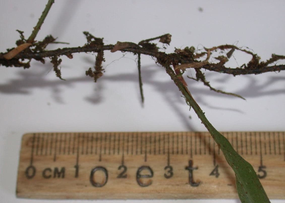 Elaphoglossum 6