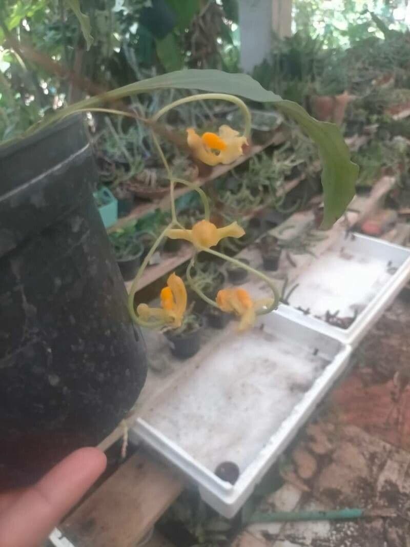 Gongora 2