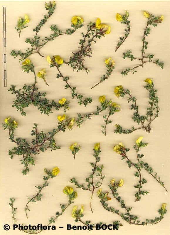 Ononis striata 22