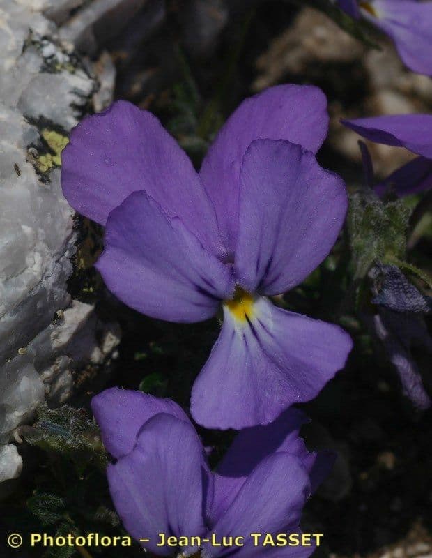 Viola 3