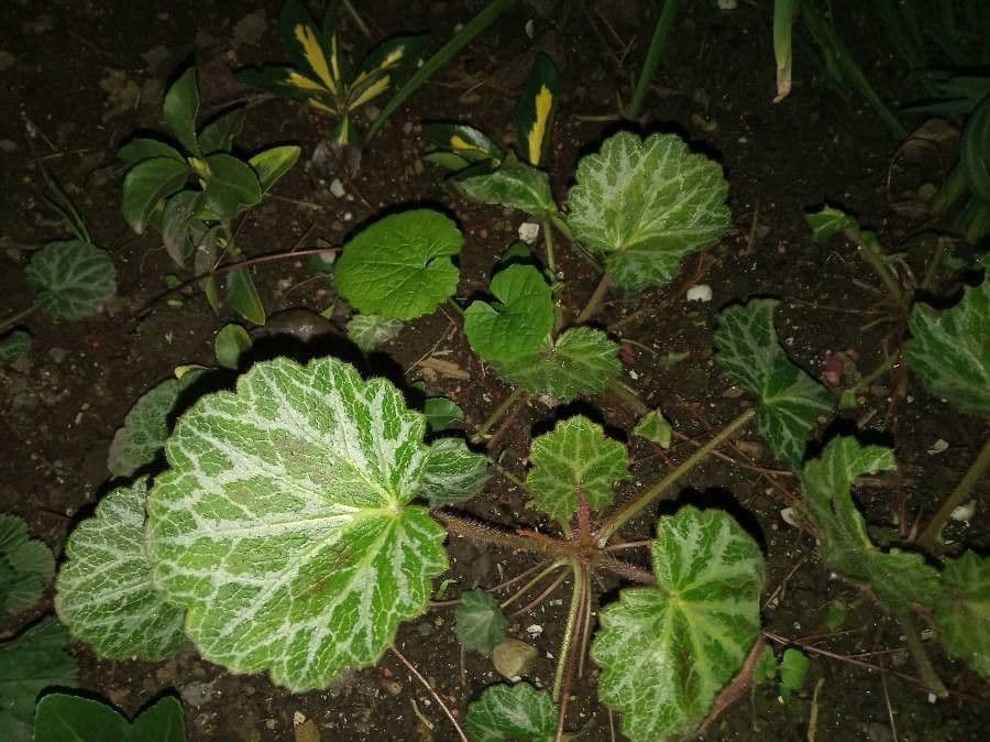Sassifraga stolonifera 4