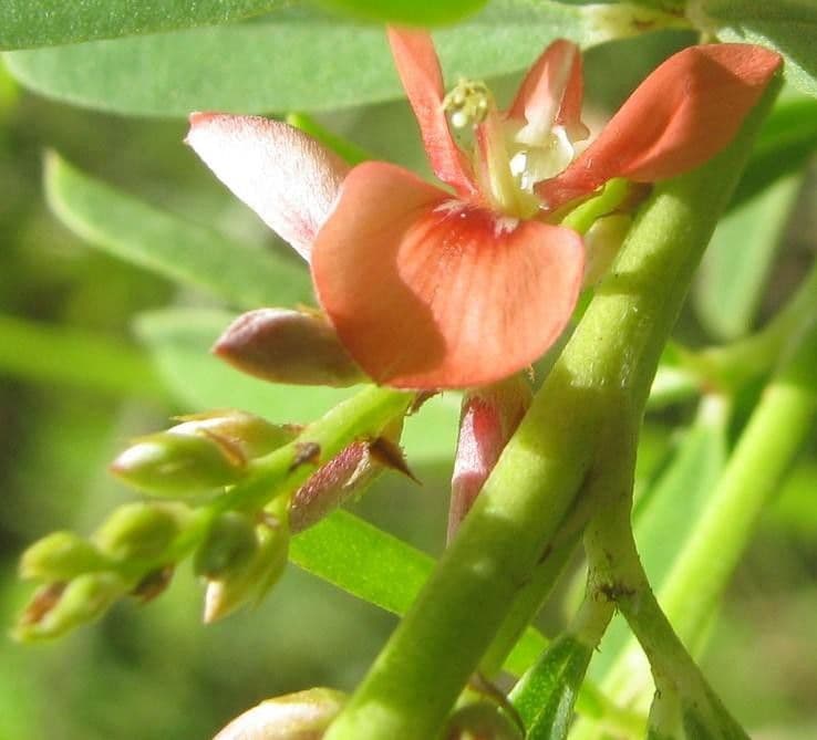 Indigofera 9