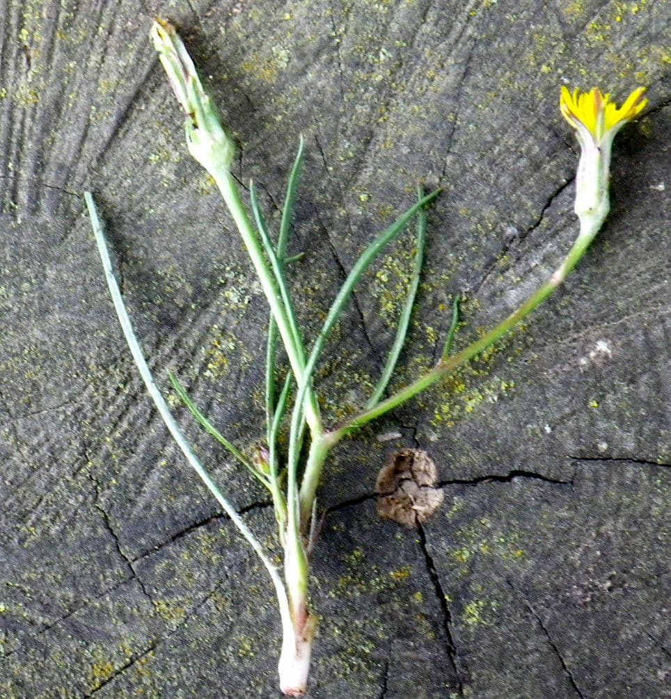 Kleinblütige Schwarzwurzel 5