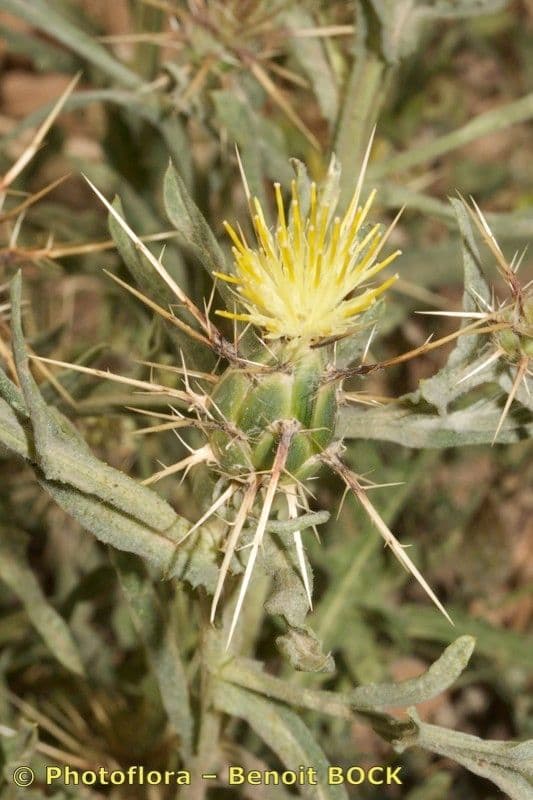 Sedoulek 11