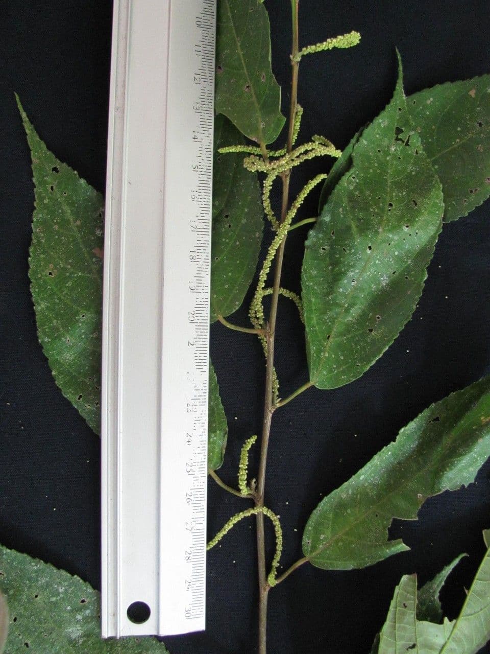 Acalypha diversifolia 10