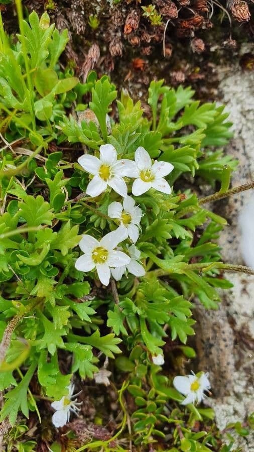 Arenaria biflora 5