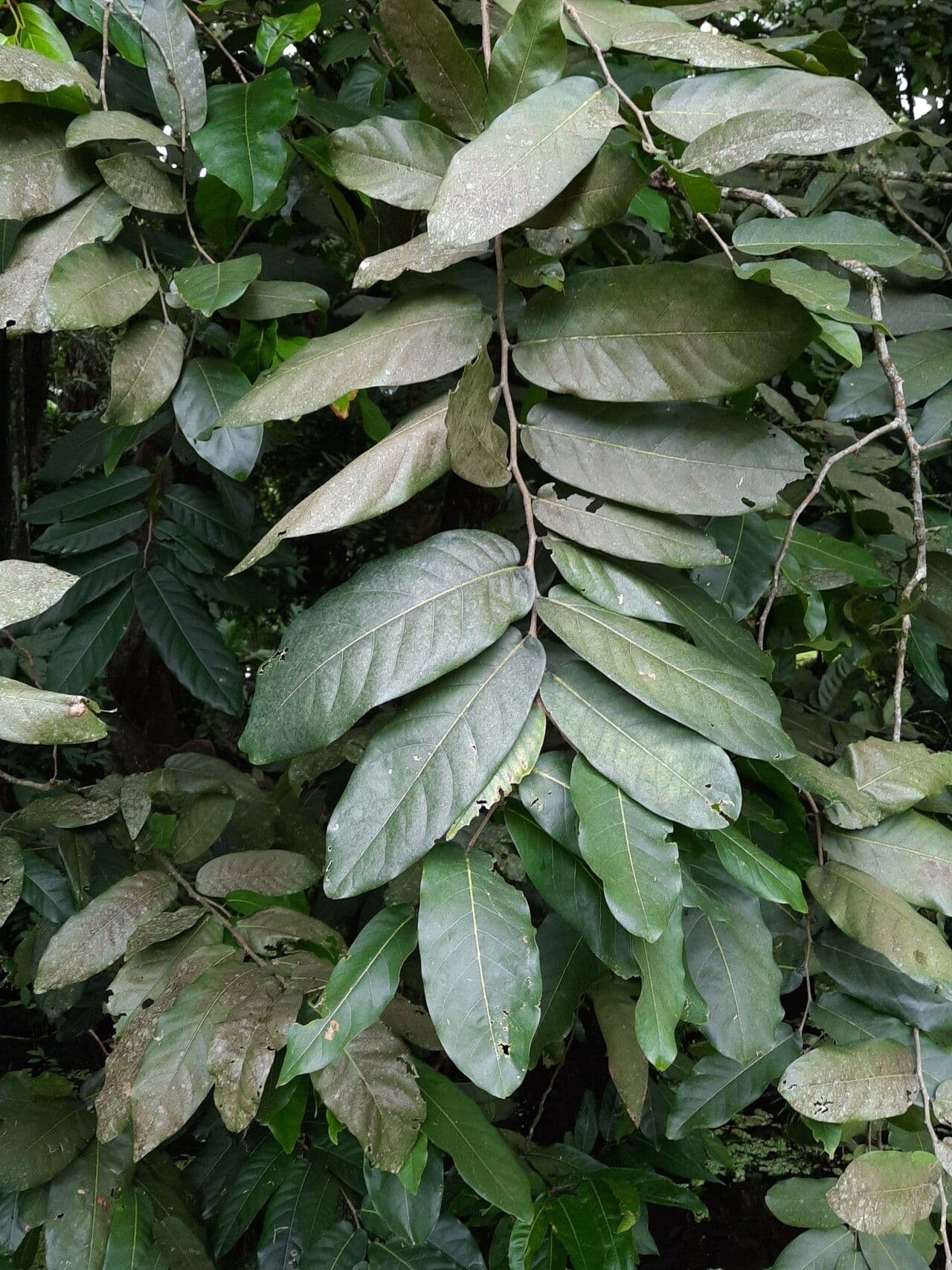 Inocarpus 8