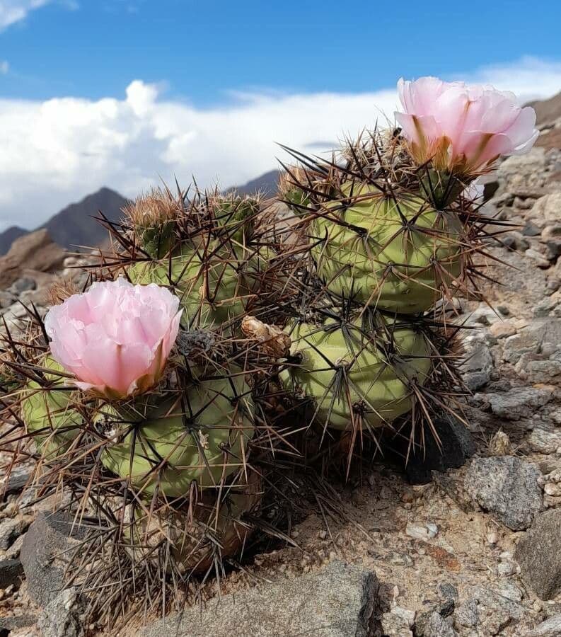 Tephrocactus 8