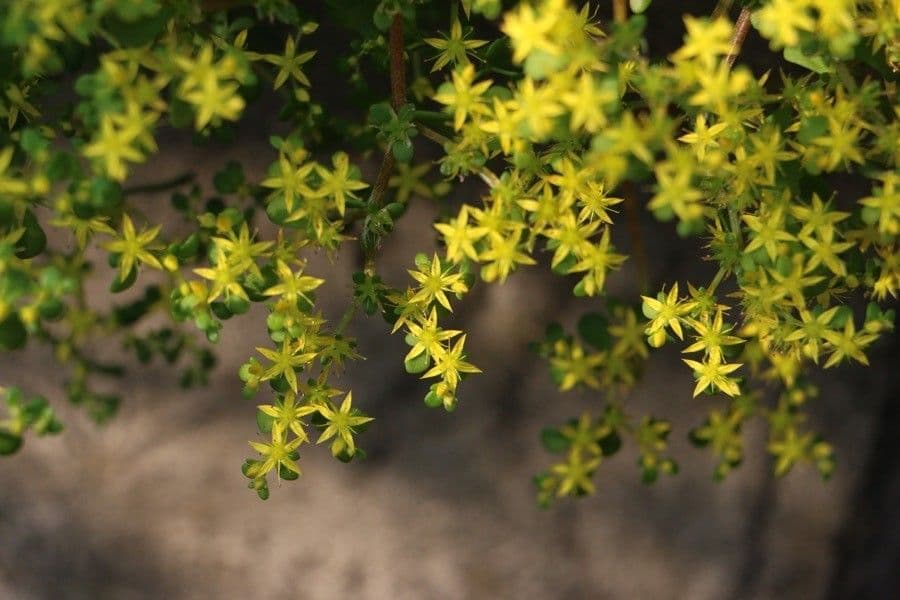 Sedum