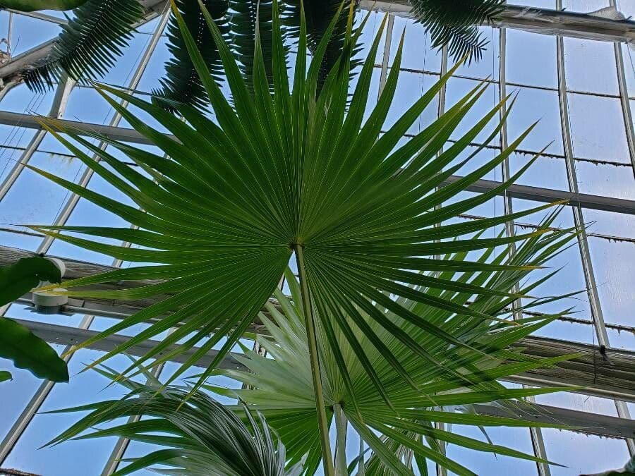 Thrinax 2