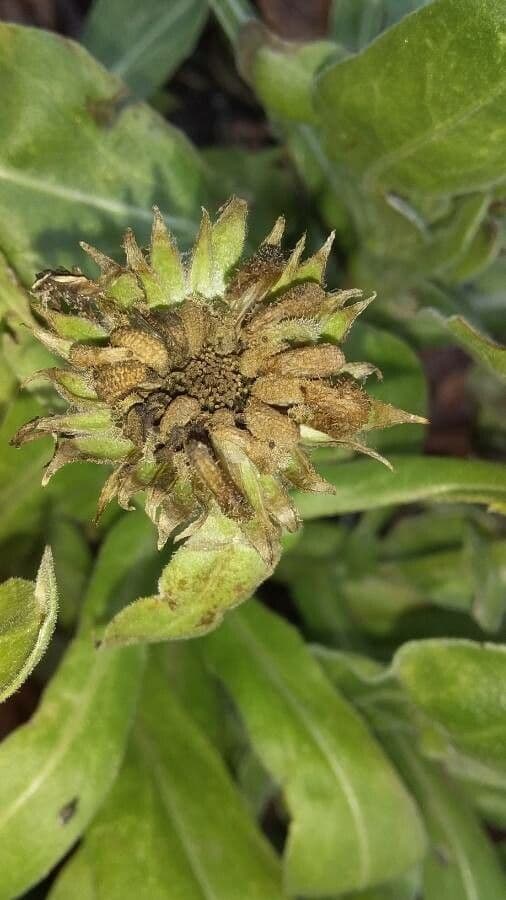 Calendula 5