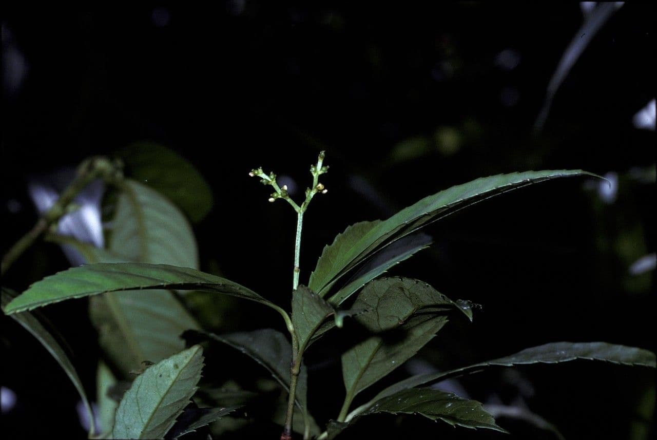 Chloranthus 3