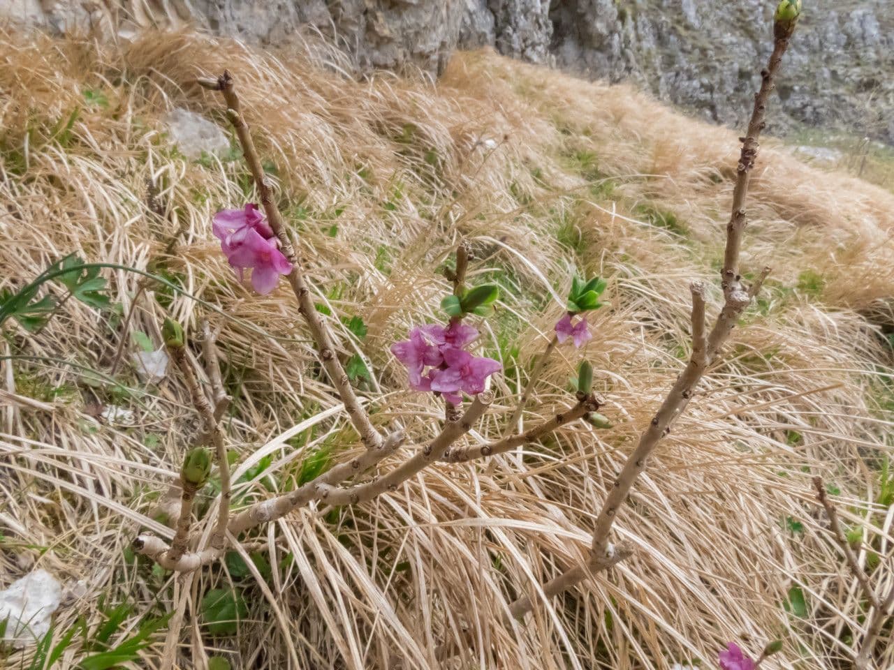 Fior di stecco 15
