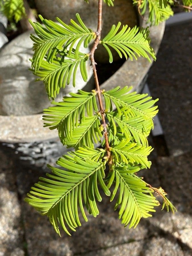 Sequoia della aurora 17