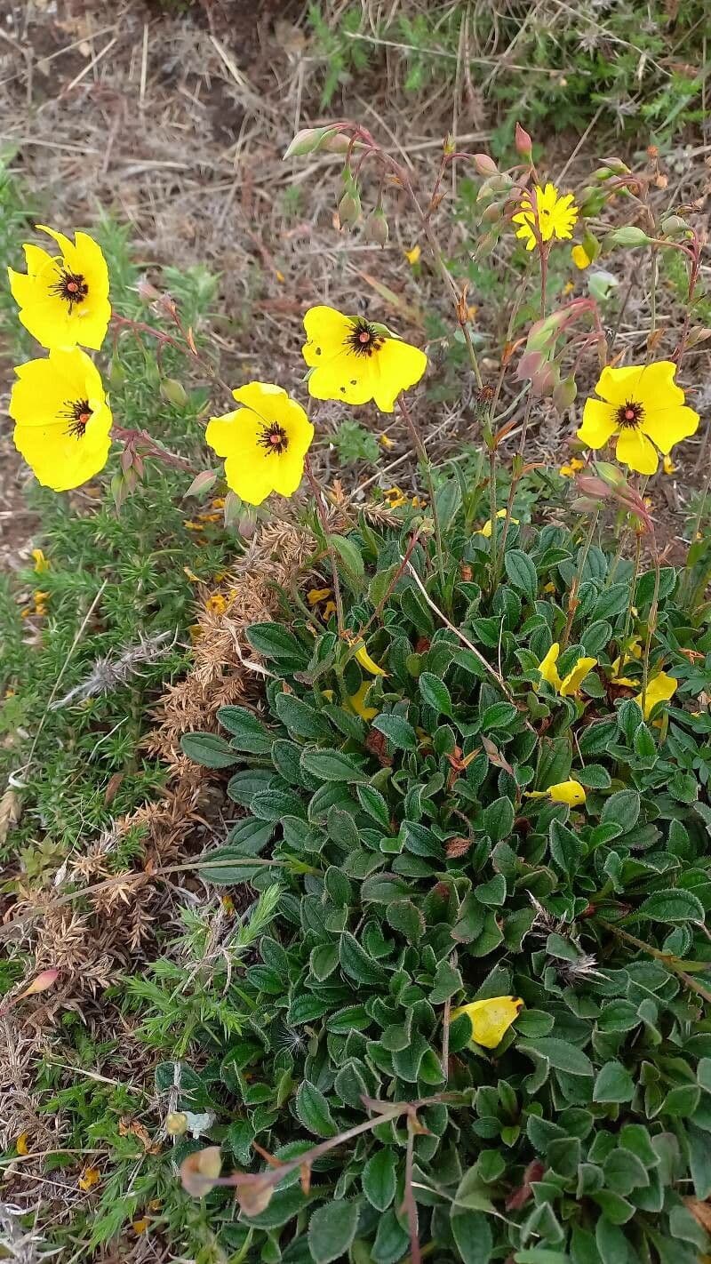 Tuberaria 6