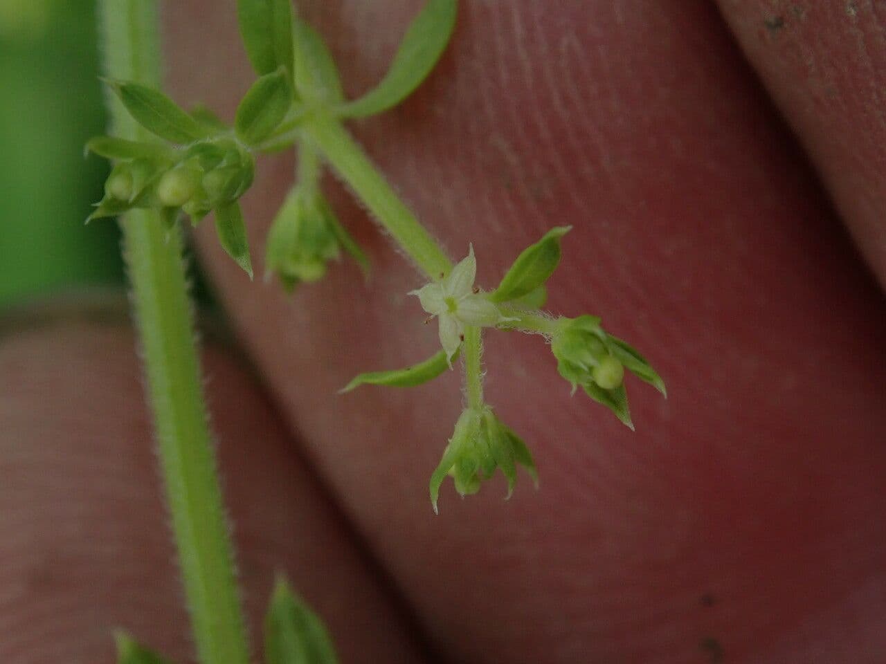 Galium asperifolium 8