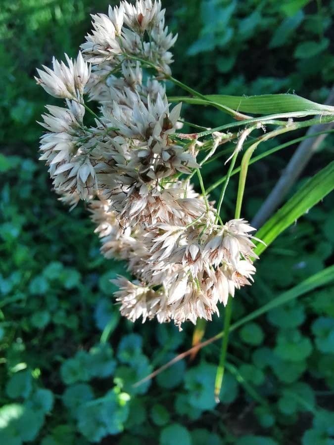 Erba lucciola bianca 2