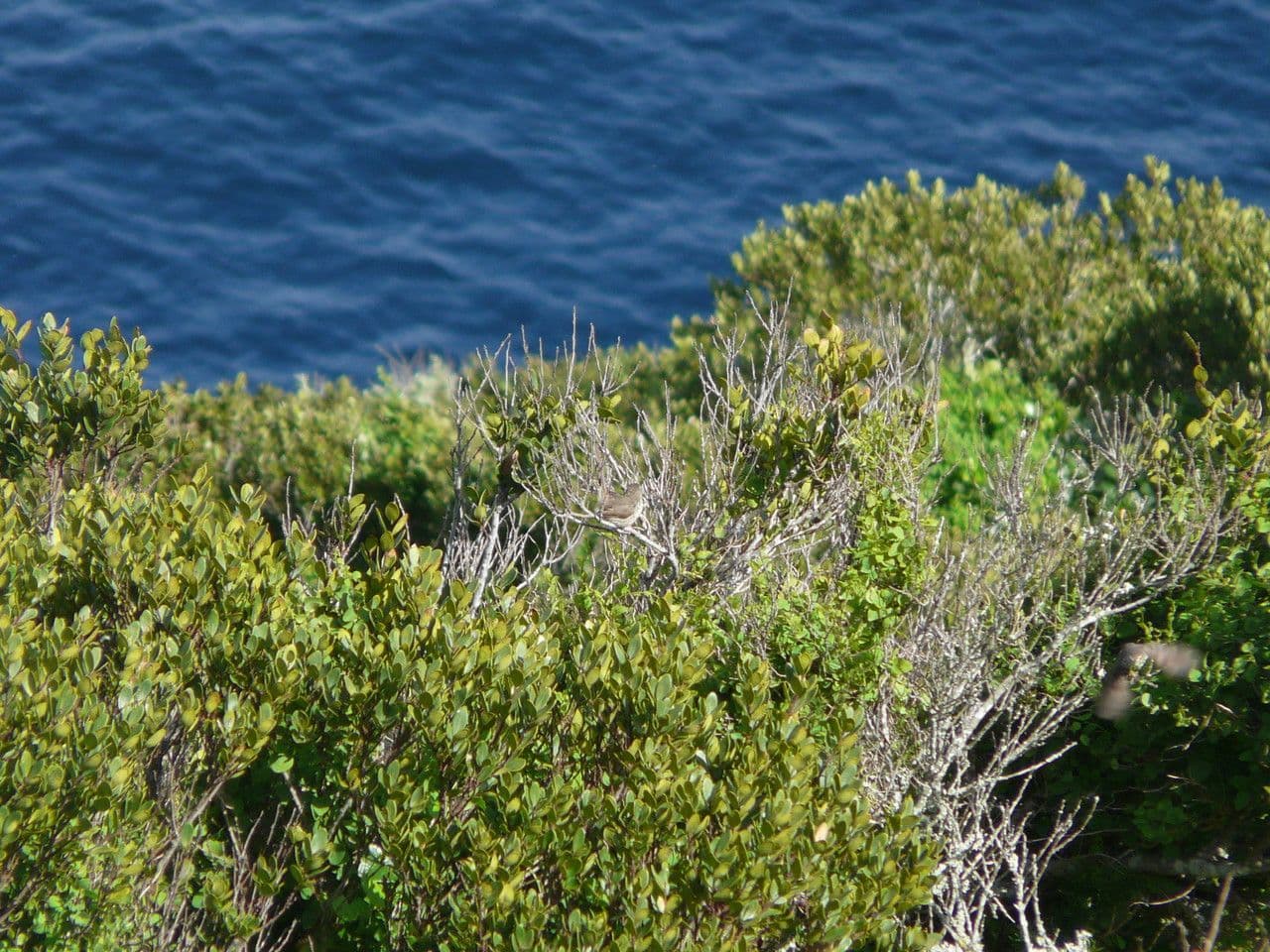 Euclea racemosa 2