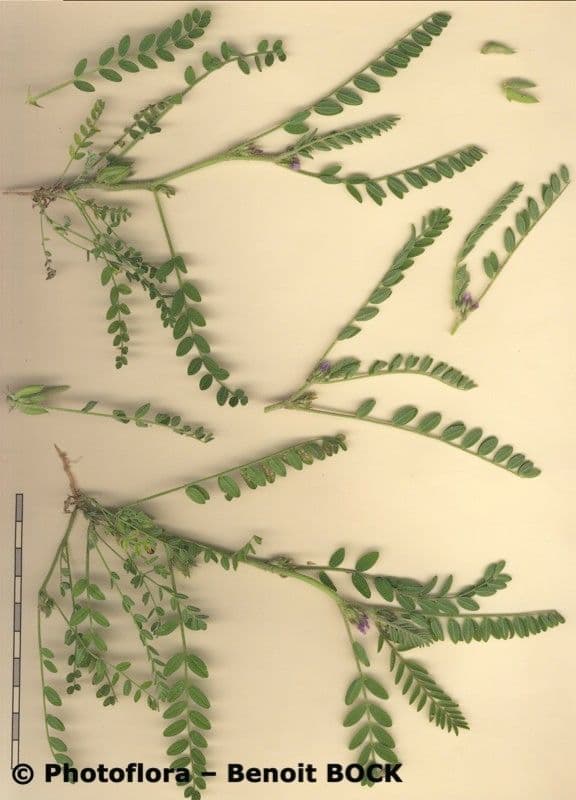 Sesam-Tragant 25