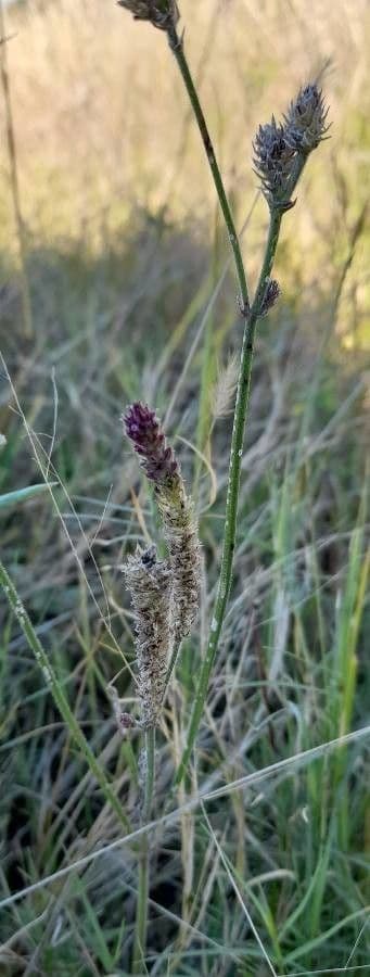 Verbena litorale 4