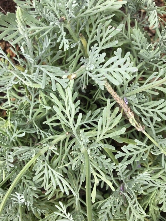 Lavendel 11