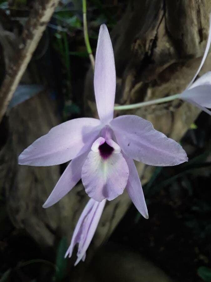 Orchidea 2