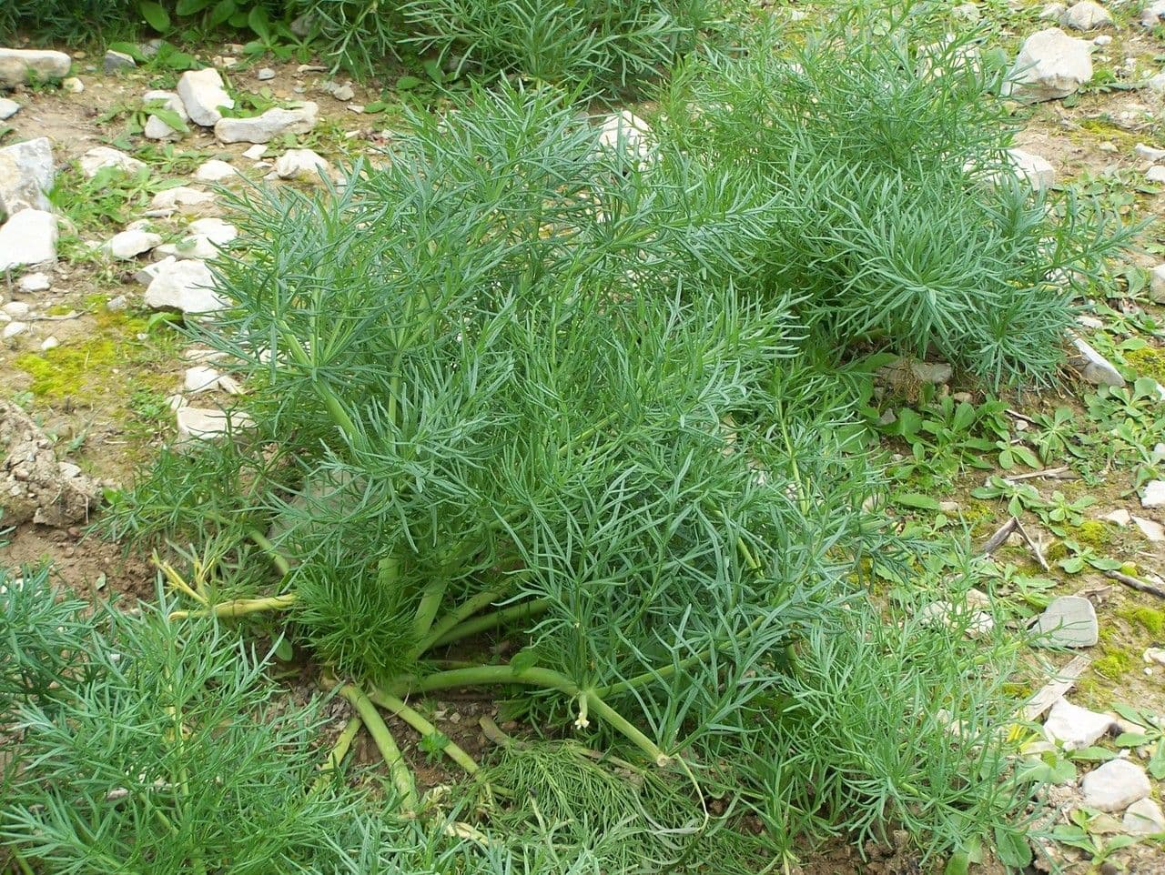 Gargania 20