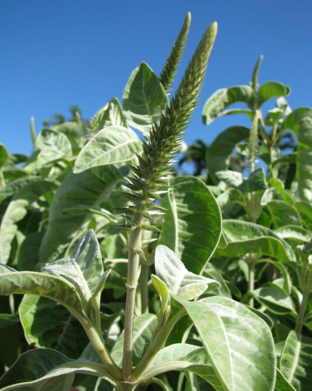 Achyranthes 3