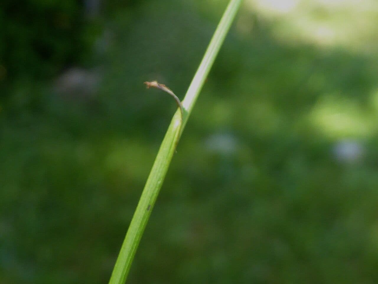 Schmalblättriges Wollgras 25