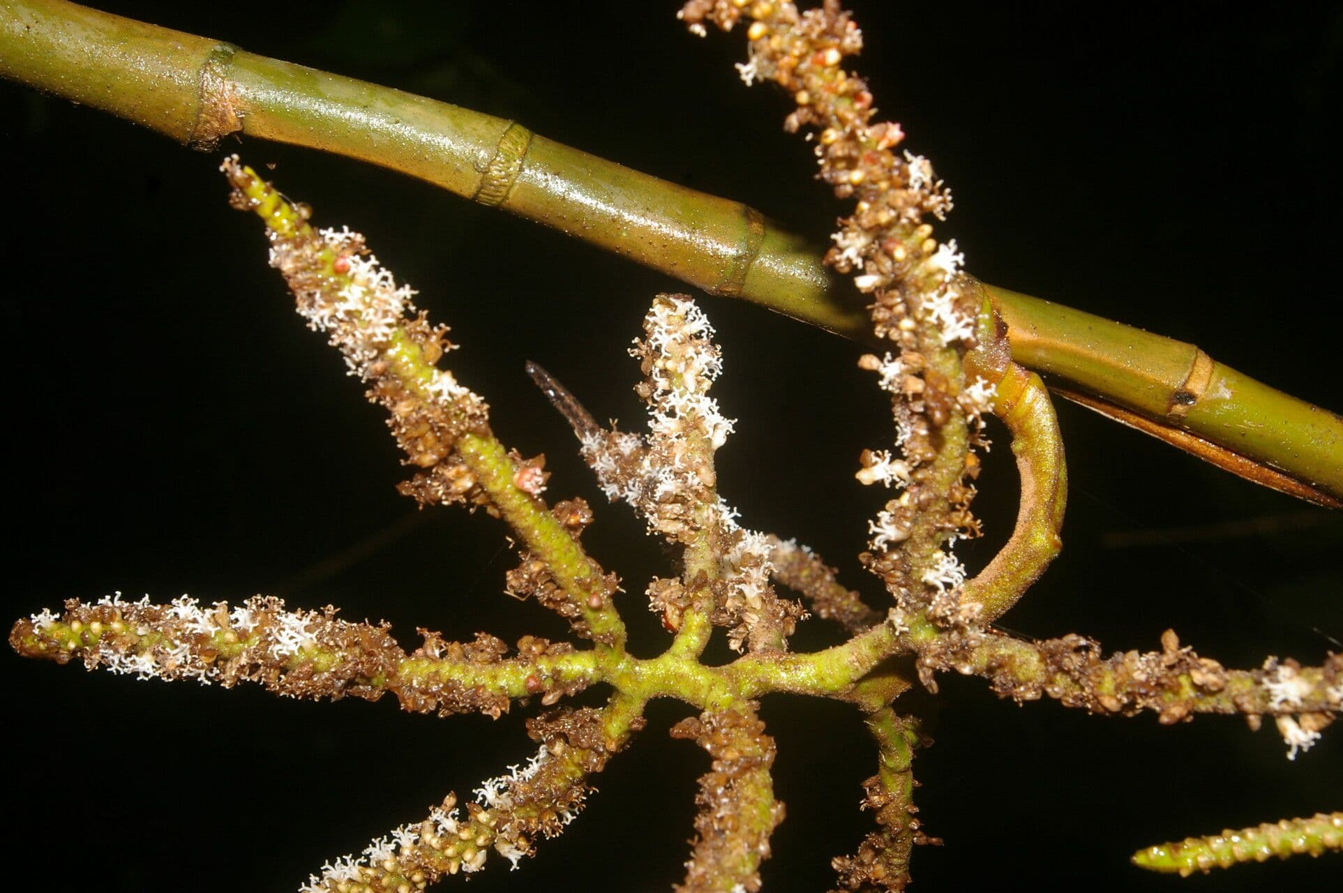 Geonoma congesta