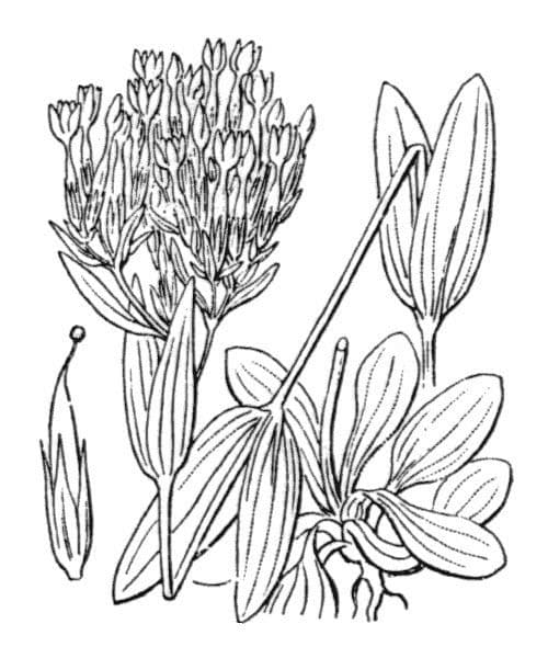 Centauro litorale 20