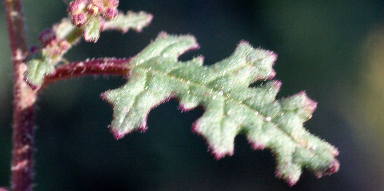 Chenopodio 15