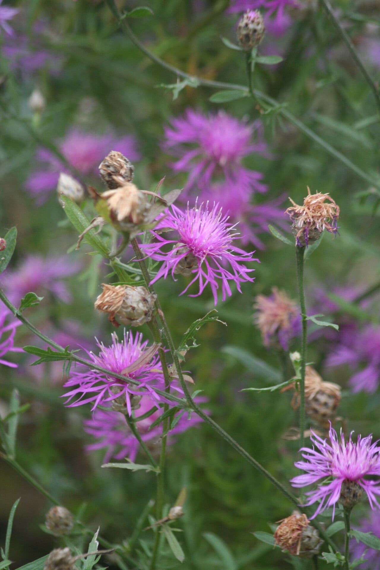 Centaurea margaritacea