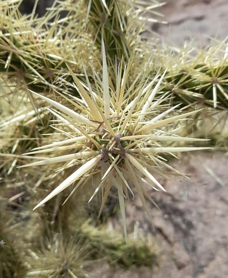 Ummantelte Cholla 19