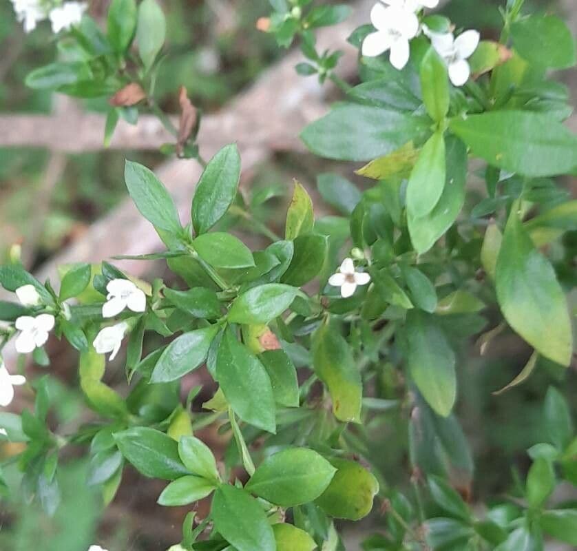 Galianthe brasiliana 6