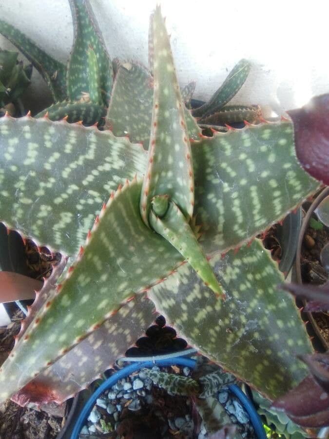 Aloe 5