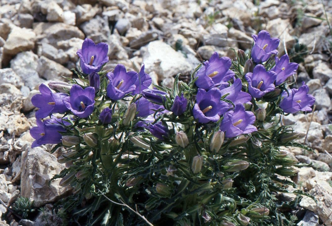 Campanula speciosa 10