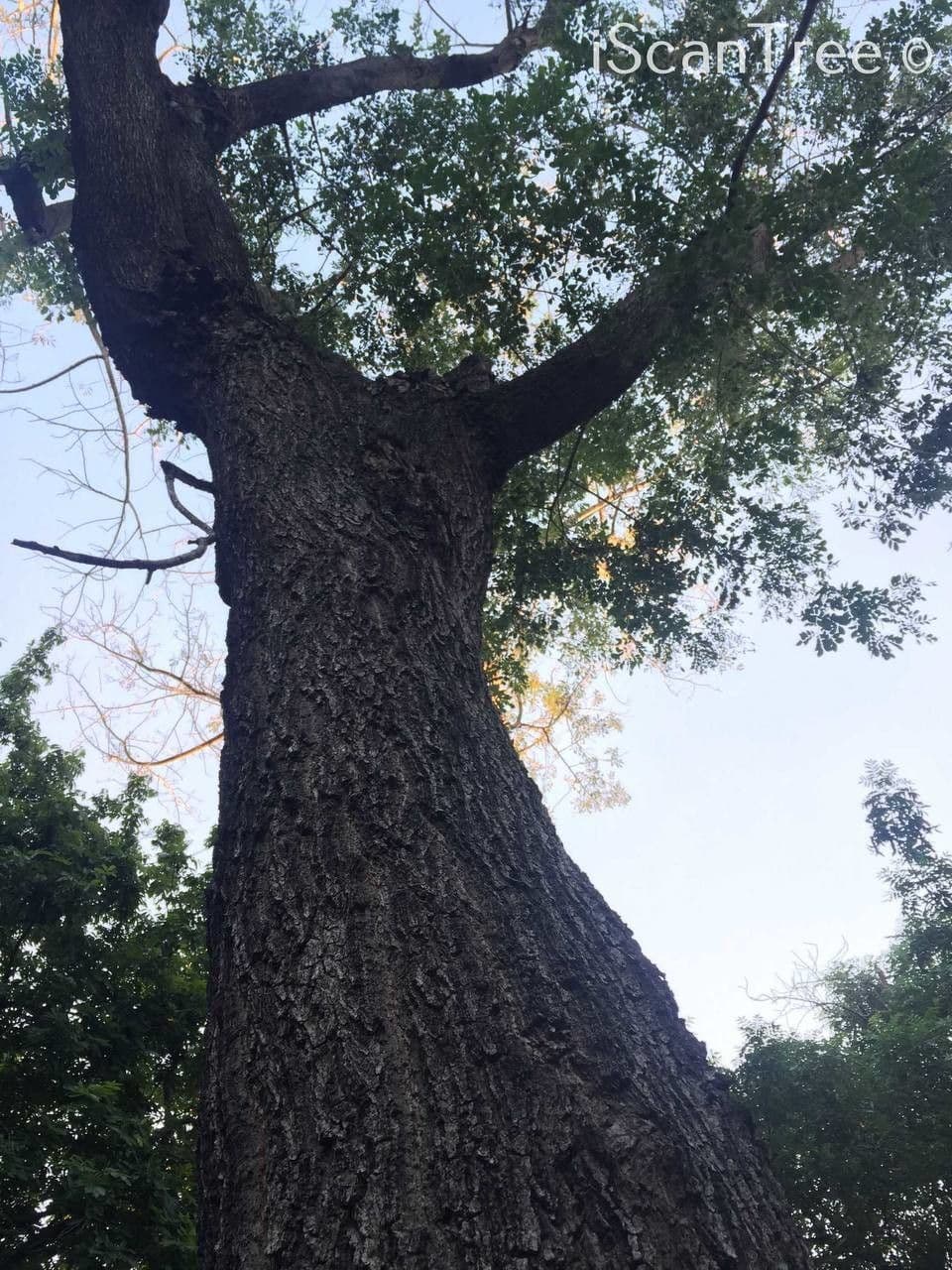Albizia 10