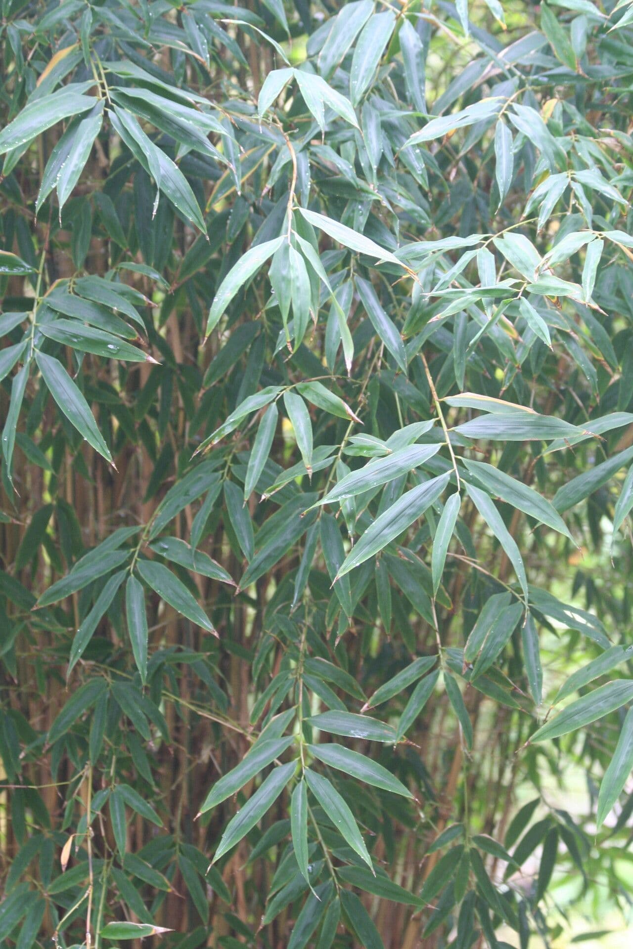 Himalayan Bamboo 3