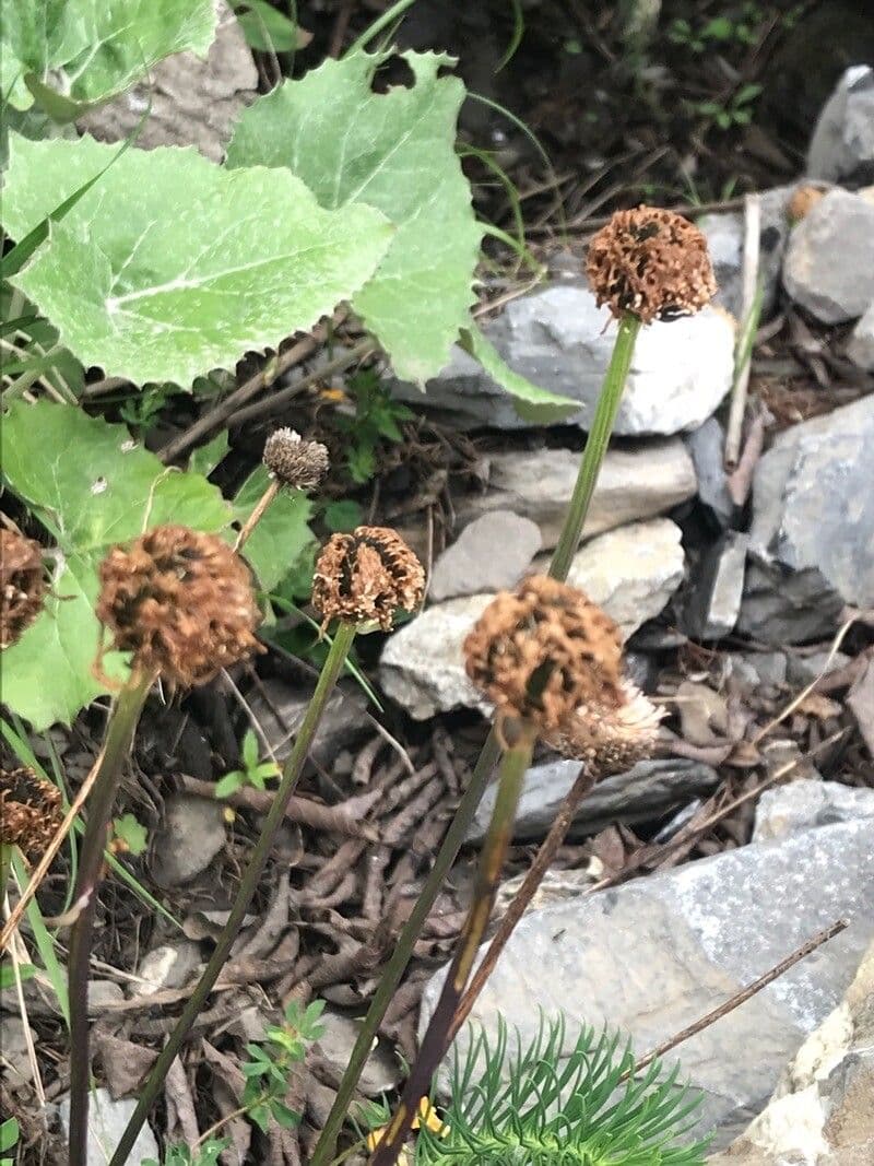 Koulenka bezstvolá 17